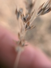 Axyris amaranthoides