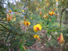 Bossiaea linophylla