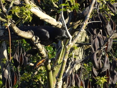 Corvus mellori