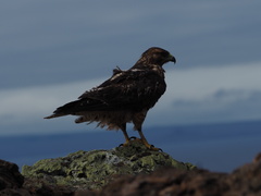 Buteo galapagoensis