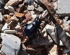 Timarcha tenebricosa