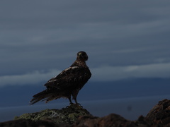 Buteo galapagoensis
