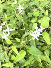 Clematis terniflora