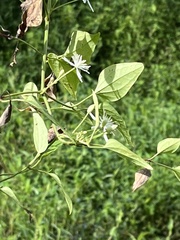 Clematis terniflora