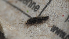 Hydroptilidae