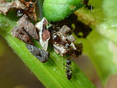 Formicinae