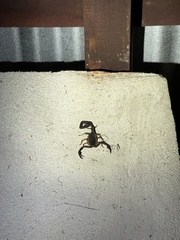 Centruroides gracilis