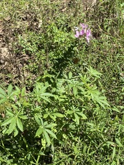 Cleome houtteana