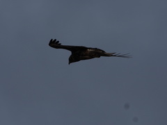 Buteo galapagoensis