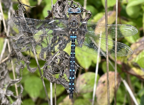Migrant Hawker, Nationalpark Lauwersmeer, Munnekezijl, Fryslân, NL, photo 9 of 10