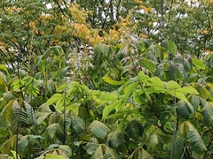 Aesculus parviflora