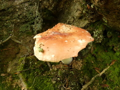Russula risigallina