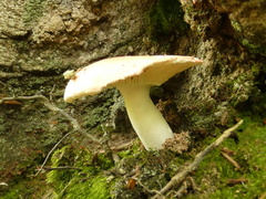 Russula risigallina