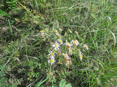Aster biennis
