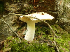 Russula risigallina