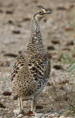 Tympanuchus phasianellus