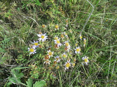 Aster biennis