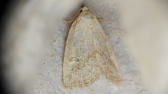 Protodeltote albidula