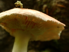Russula risigallina