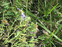 Aster biennis