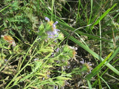 Aster biennis