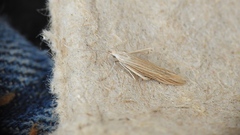 Helcystogramma hystricella