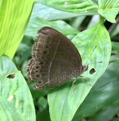 Mycalesis janardana