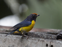 Euphonia xanthogaster