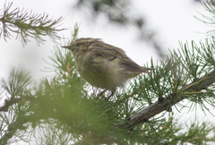 Phylloscopus humei