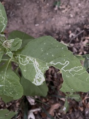 Agromyzidae