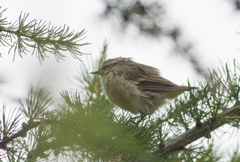 Phylloscopus humei