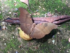 Dophla evelina compta