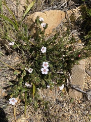 Adenandra uniflora