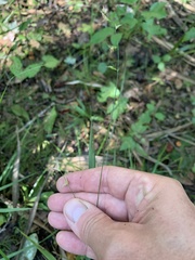 Chasmanthium sessiliflorum