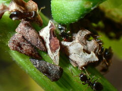 Formicinae