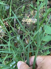 Chasmanthium sessiliflorum