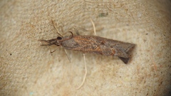 Neodactria luteolellus