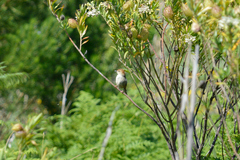 Cisticola tinniens