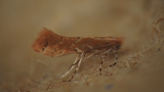 Cremastobombycia solidaginis