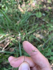 Chasmanthium sessiliflorum