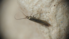 Coleophora mayrella