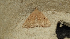 Zanclognatha jacchusalis