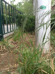 Elymus