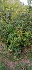 Crataegus germanica