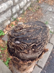 Armadillidium vulgare