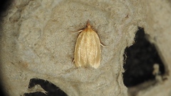 Clepsis clemensiana