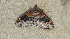 Xanthorhoe ferrugata