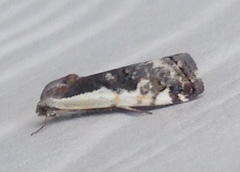 Tarache augustipennis