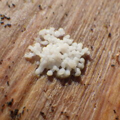 Didymium mucilago