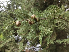 Cupressus sempervirens